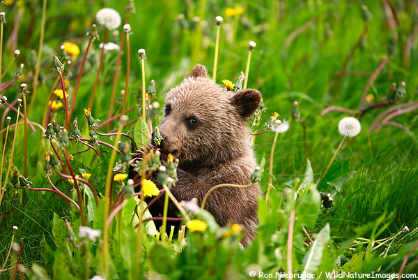 brown bear cub eating